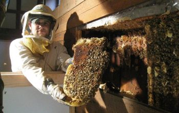 How to Choose the Right Beehive Exterminator?