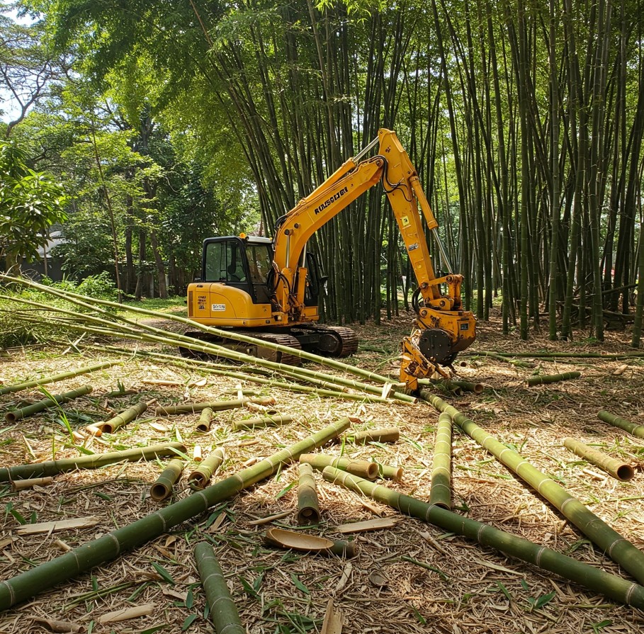 bamboo removal services