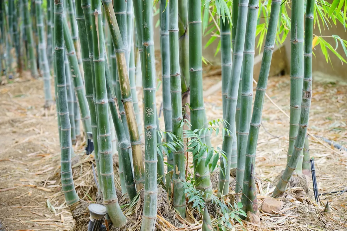 Expert Bamboo Elimination Techniques Preventing Damage To Underground Utilities